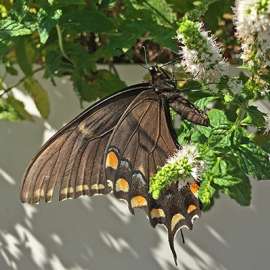 Biodiversity Questions in School Gardens